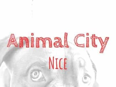 Animal City And Co