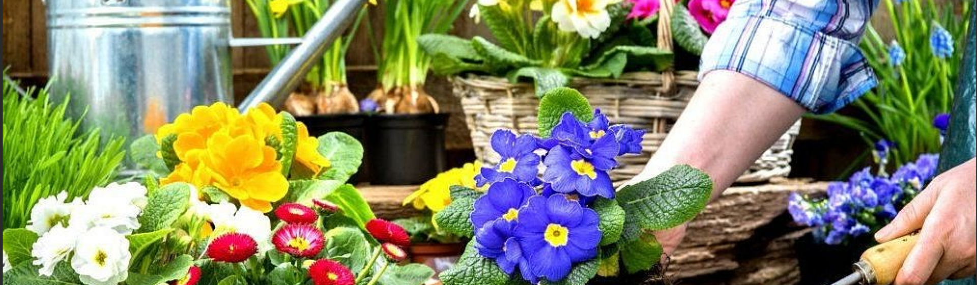 Service de jardinerie à Clamart – Parlons Jardin