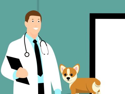 Service de vétérinaire à Mérignac – Les Deux Ailes