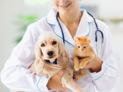 Service de vétérinaire à Narbonne – VETDOM